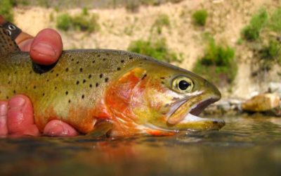Summer Trout Fishing Tactics for When the Heat is On