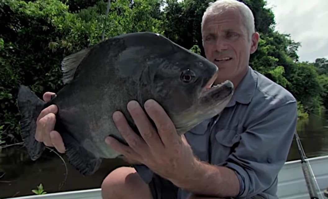 That Time Jeremy Wade Caught a Massive 6.5-Pound Piranha