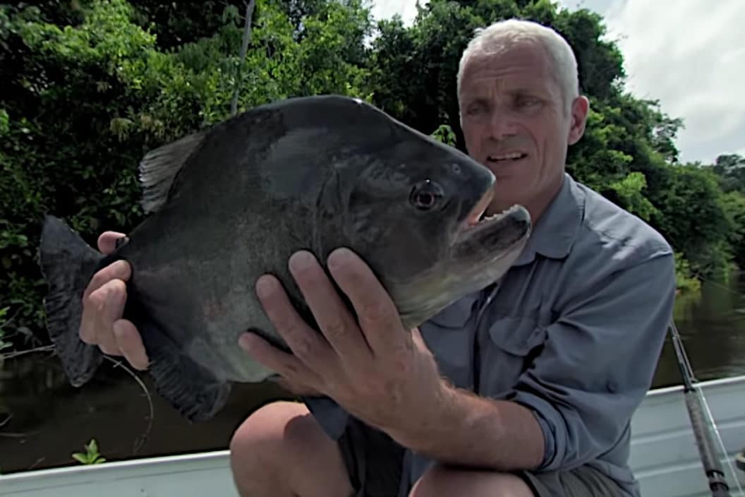 Jeremy Wade Piranha