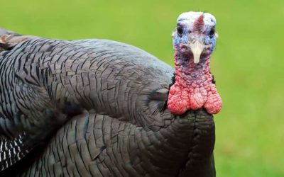 What a Turkey Actually Sees When It’s Looking At You