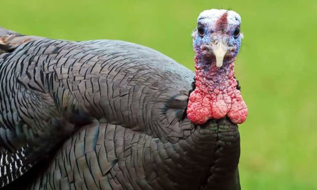 What a Turkey Actually Sees When It’s Looking At You