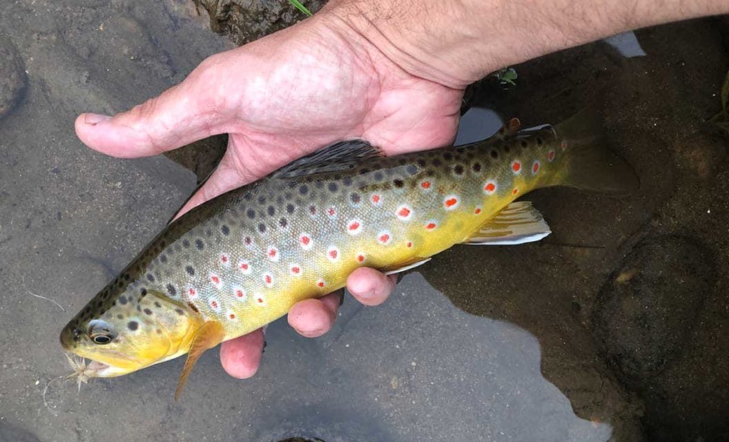 You Shouldn’t Feel Ashamed for Using a Fly on Your Spinning Rod