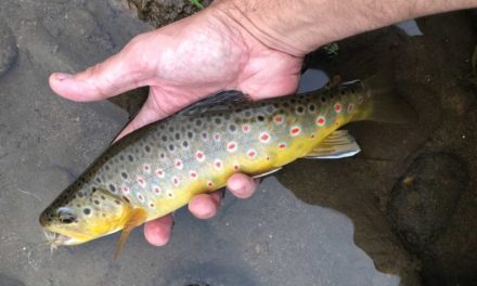 You Shouldn’t Feel Ashamed for Using a Fly on Your Spinning Rod