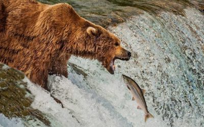 10 Animals That Are Way Better at Fishing Than Us