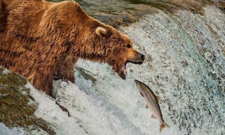 10 Animals That Are Way Better at Fishing Than Us