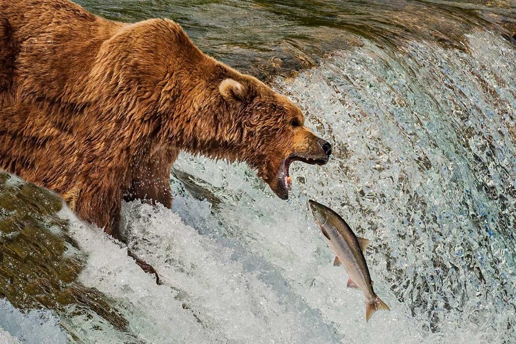 Grizzly bear fishes for salmon in Alaska