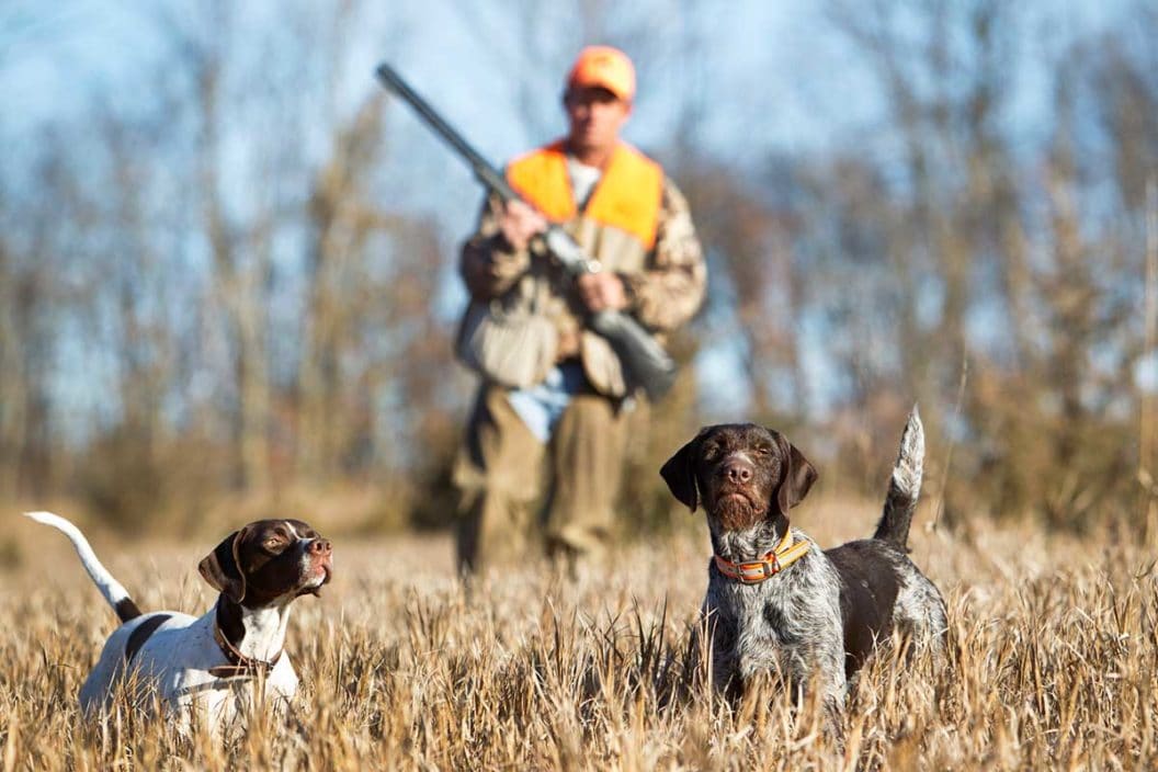 Two bird dogs and an upland bird hunter in the background.