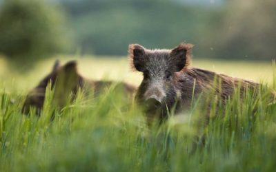 3 Kinds of Game You Didn’t Know Had a Bow Season