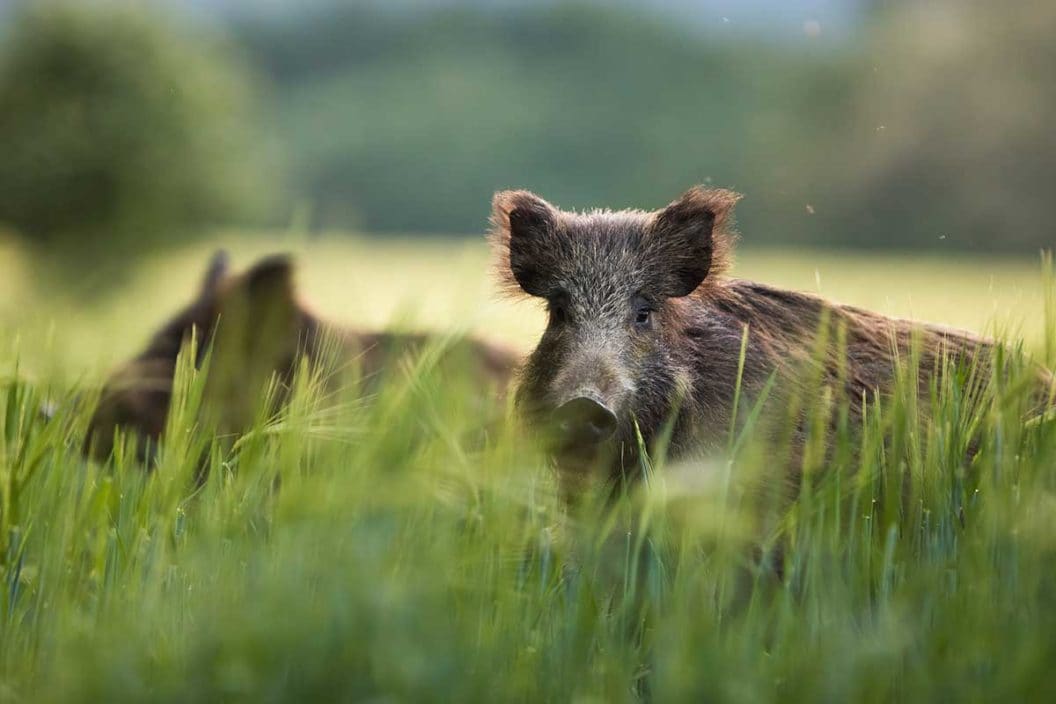 A wild hog stands in a field.