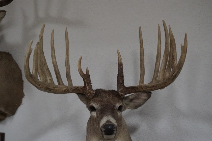 World Record Bucks