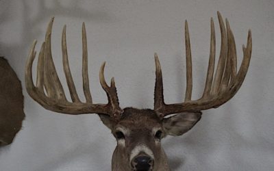 5 Wild World-Record Bucks That Successfully Avoided All Hunters