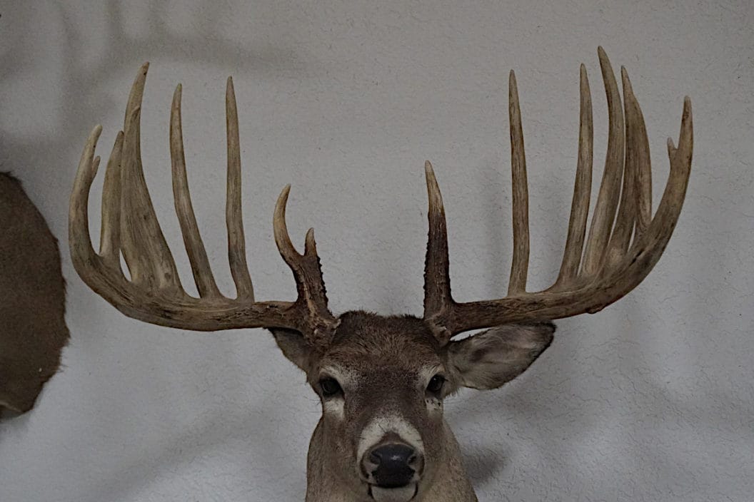 World Record Bucks