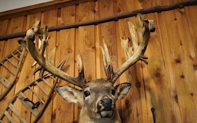 6 World Class Bucks That Fell Decades Before High Fences Even Existed