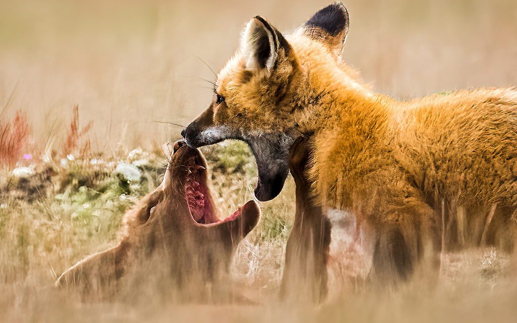 A Message About The Great Outdoors 2021 Photo Contest Judging