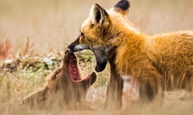 A Message About The Great Outdoors 2021 Photo Contest Judging
