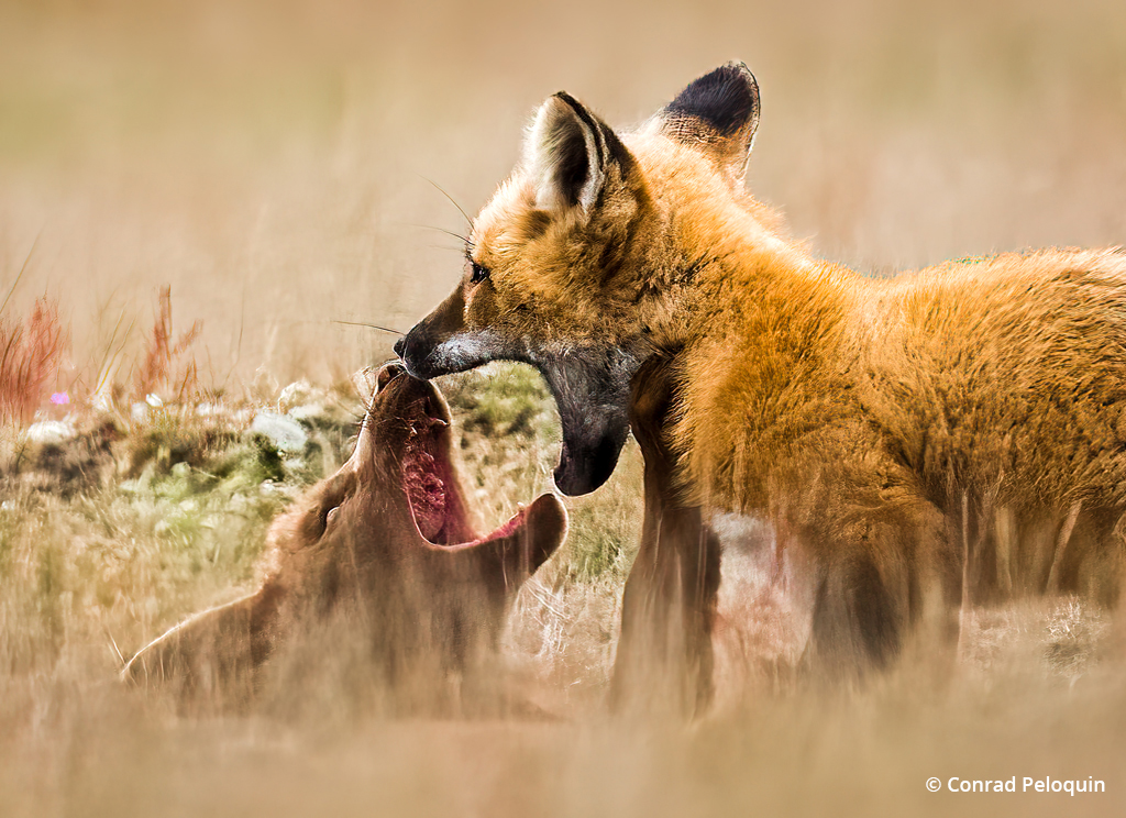 Photo of two fox kits