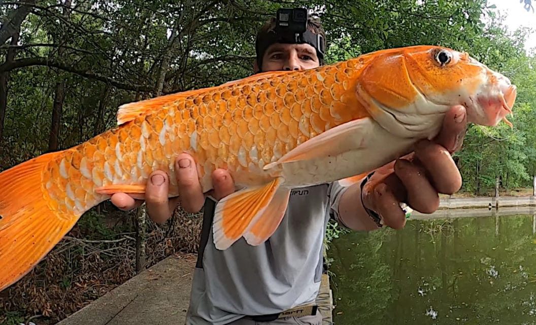 Angler Catches Large Koi From Abandoned Fountain in the Woods