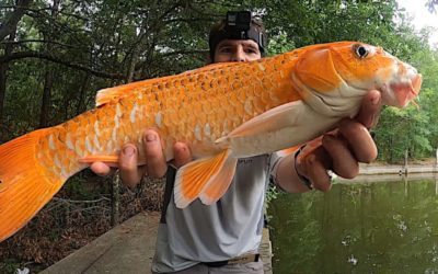 Angler Catches Large Koi From Abandoned Fountain in the Woods