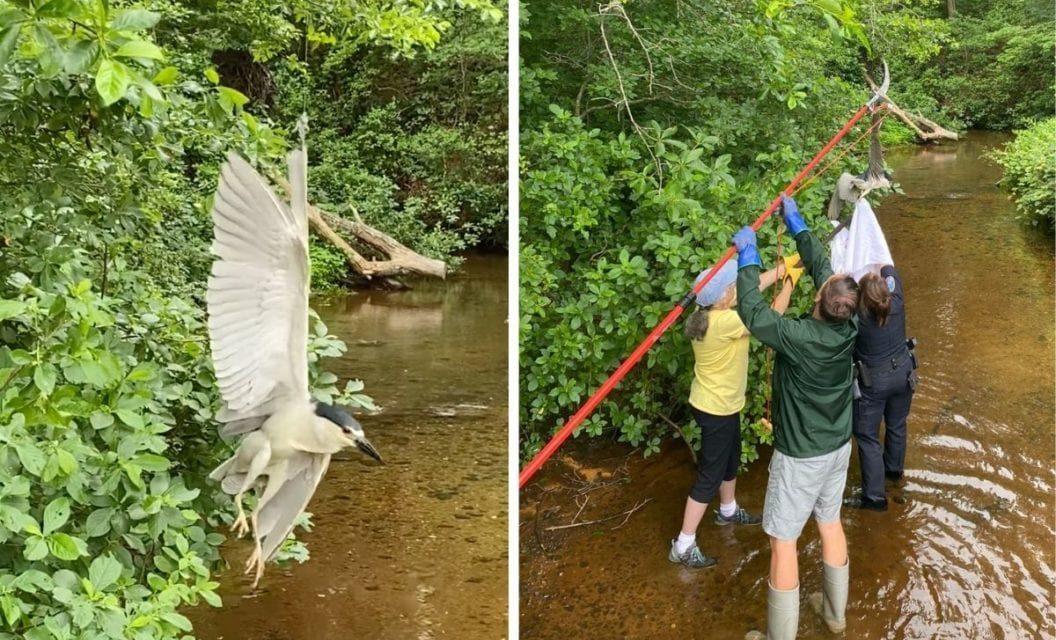 Beautiful Night Heron Found with Wing Entangled in Fishing Line