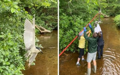 Beautiful Night Heron Found with Wing Entangled in Fishing Line
