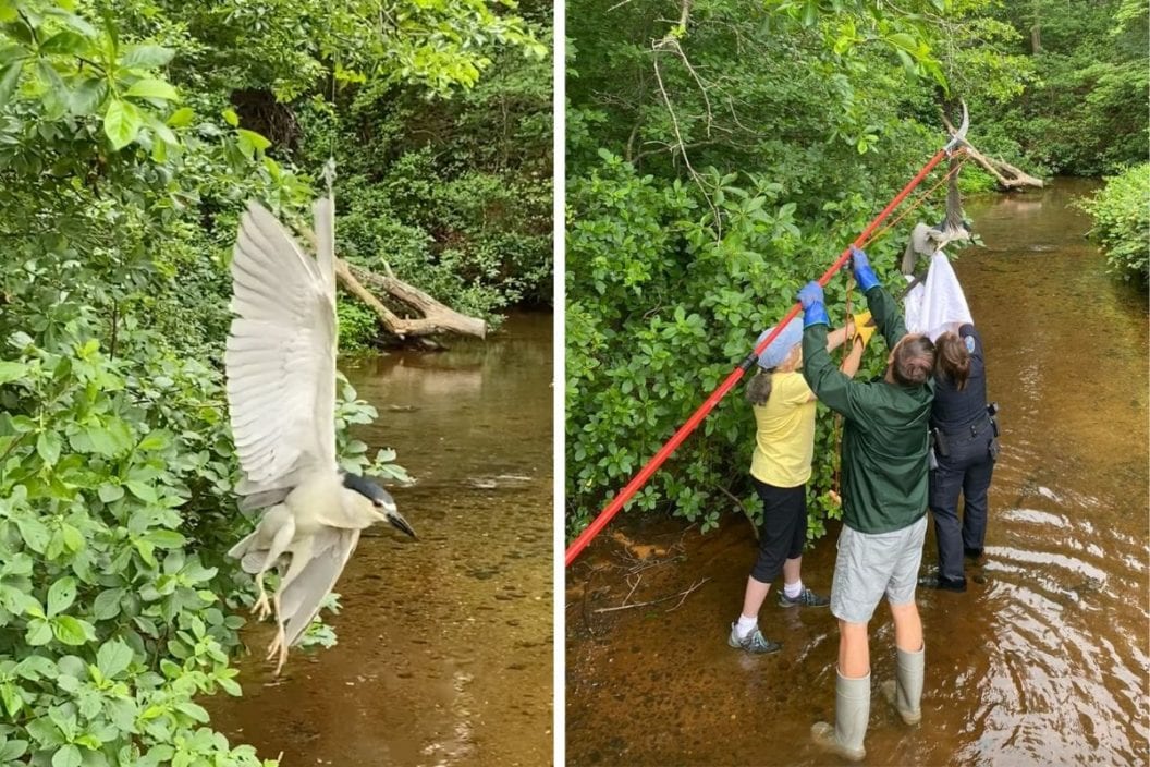 cape cod heron rescue