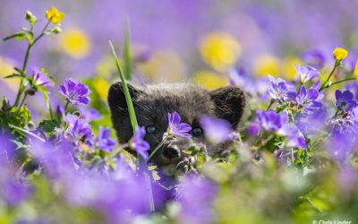 Behind The Shot: Bounding Through Wildflowers