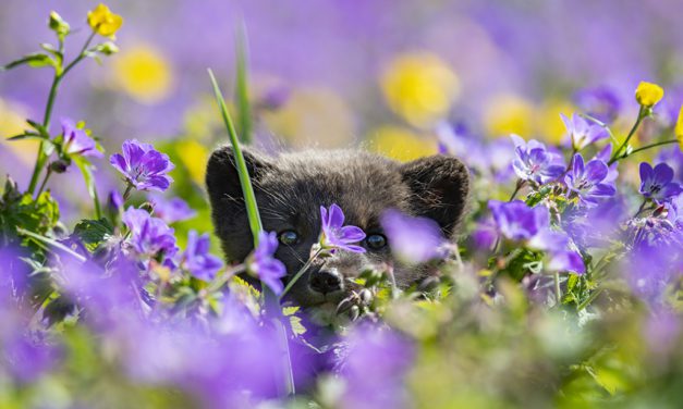 Behind The Shot: Bounding Through Wildflowers