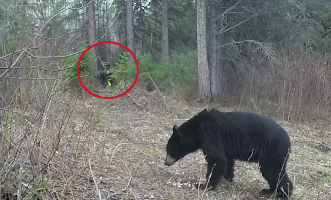 Bowhunter Puts Arrow Perfectly Through Black Bear’s Boiler Room