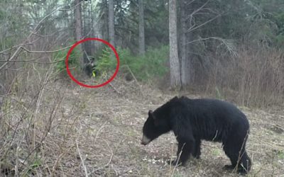 Bowhunter Puts Arrow Perfectly Through Black Bear’s Boiler Room