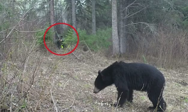 Bowhunter Puts Arrow Perfectly Through Black Bear’s Boiler Room