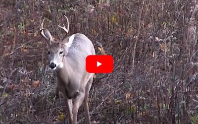 Buck Pops Disgusting Pimple-Like Growth on His Head As Hunter Watches