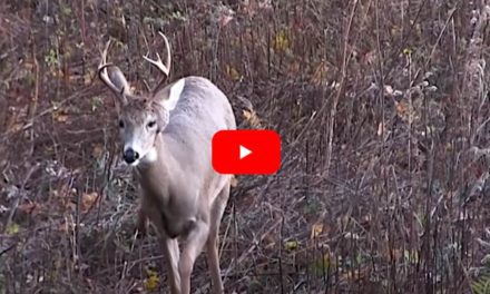 Buck Pops Disgusting Pimple-Like Growth on His Head As Hunter Watches