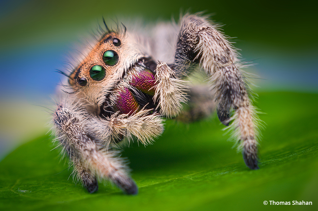 Image of a female jumping spider grooming to illustrate macro insect photography