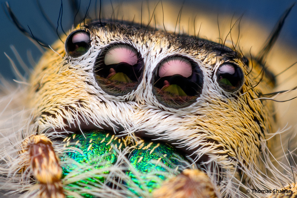 Photo of the eyes of a Phidippus workmani jumping spider