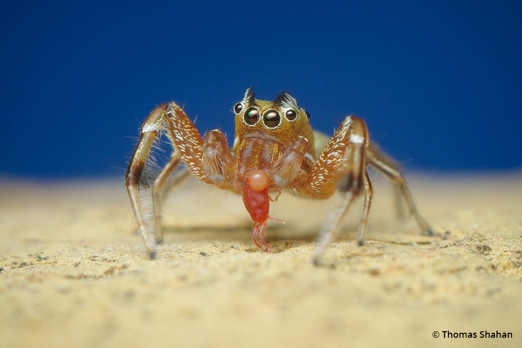 Photo of a male jumping spider eating a red mite