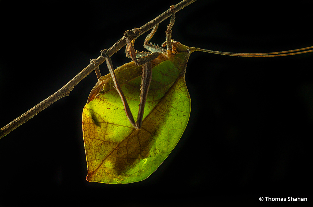 Macro insect photography image of a leaf-mimic katydid