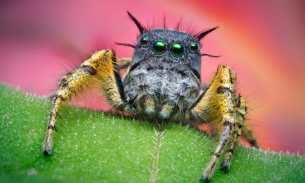 Creature Closeups