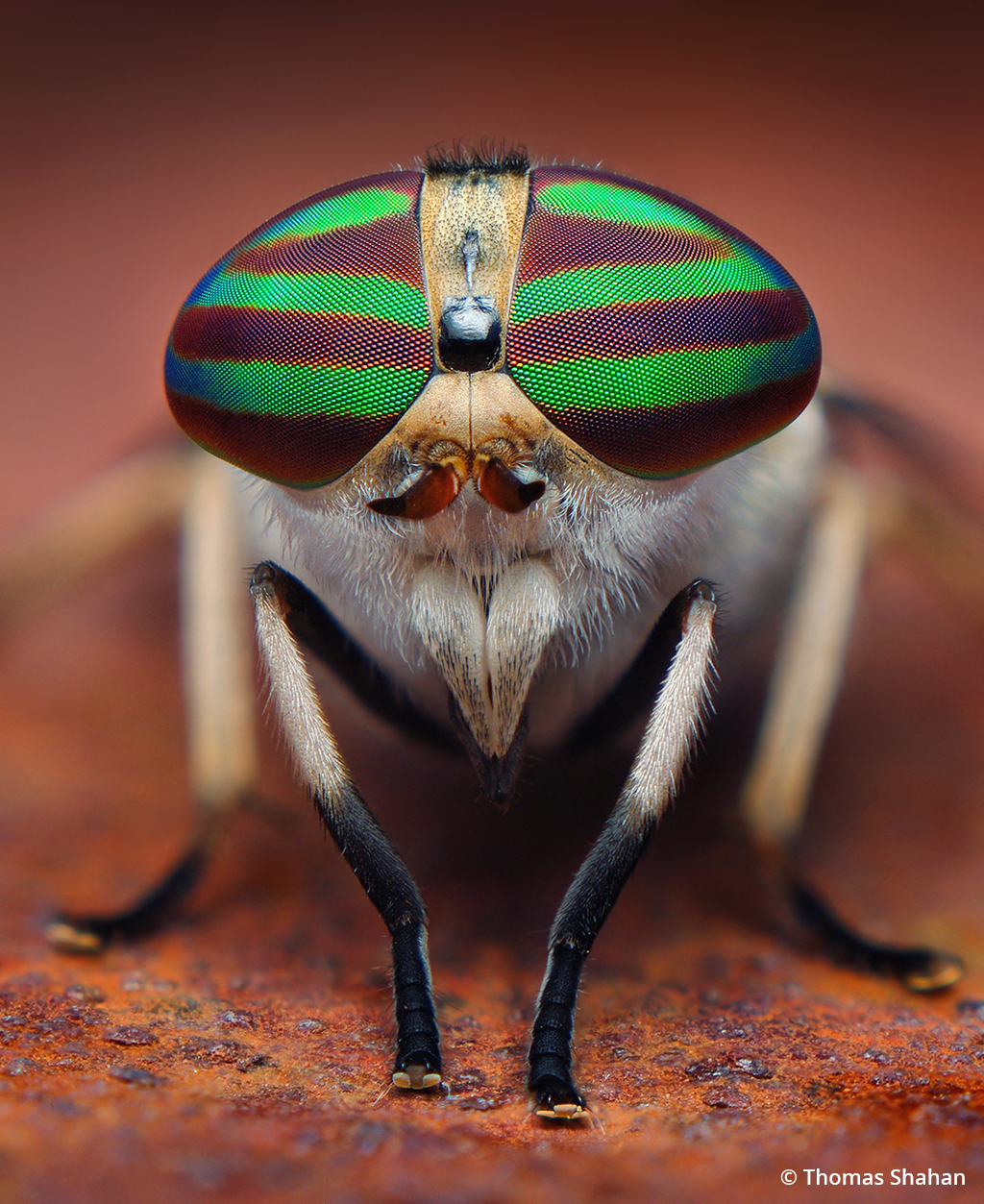 Macro photo of a female Tabanus horse fly