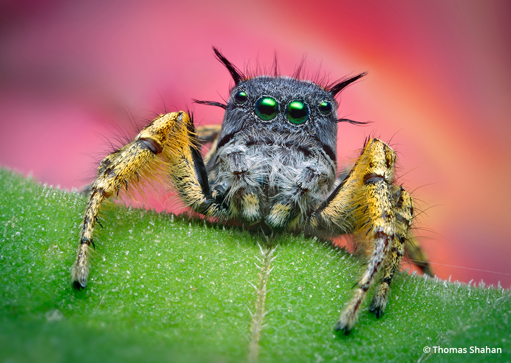 Photo of a Phidippus mystaceus jumping spider