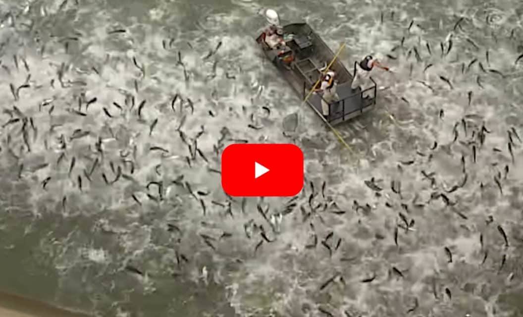 Electrofishing a River Full of Asian Carp Reveals the Extent of the Invasive Species Problem