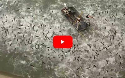 Electrofishing a River Full of Asian Carp Reveals the Extent of the Invasive Species Problem