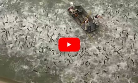 Electrofishing a River Full of Asian Carp Reveals the Extent of the Invasive Species Problem