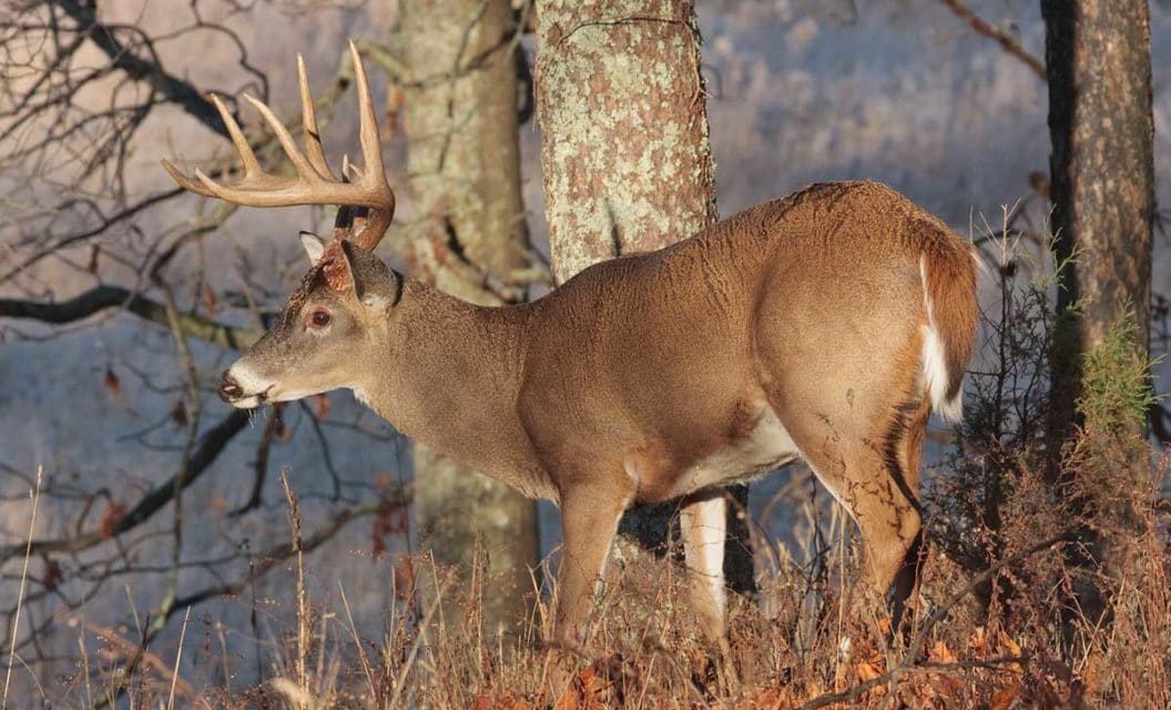 Georgia Deer Hunting: Season Dates, License Requirements, and Outlook