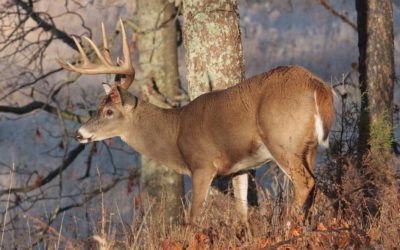 Georgia Deer Hunting: Season Dates, License Requirements, and Outlook