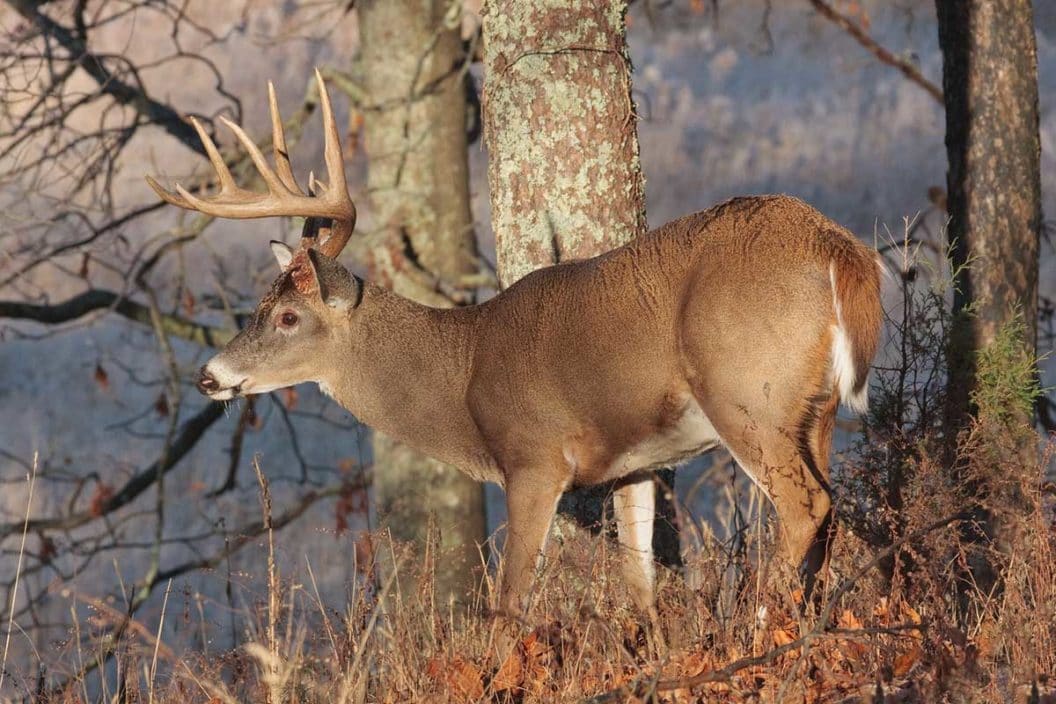 Whitetail deer buck stands near the edge of the woods