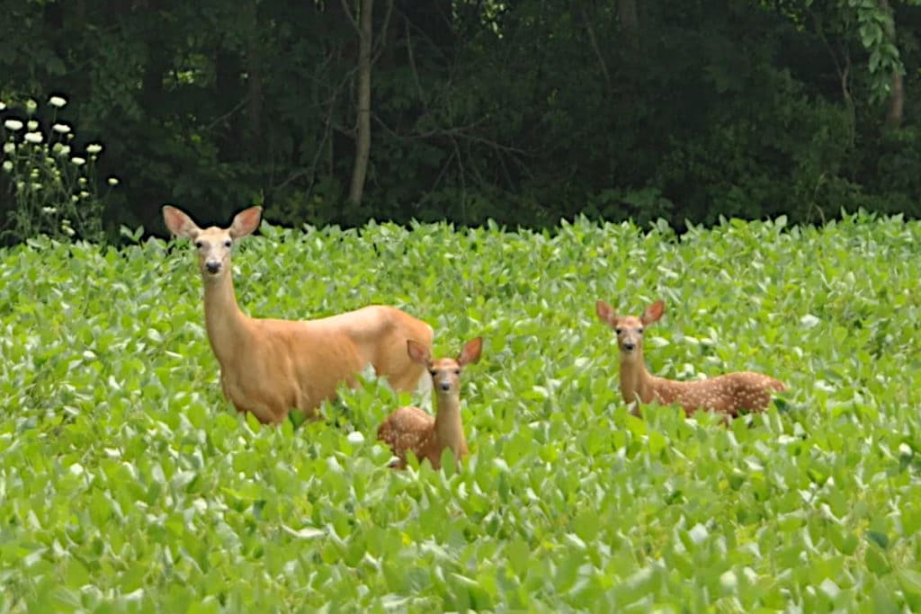 Fawn Deer