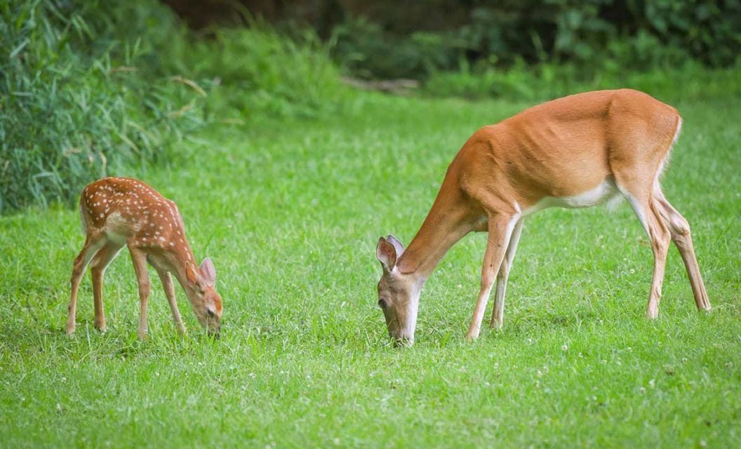 Gestation Period of a Whitetail Deer