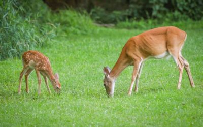 Gestation Period of a Whitetail Deer