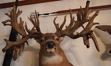 How Much Can You Really Sell a Monster Buck For?