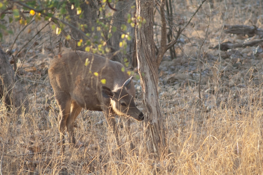 deer sniffing tree